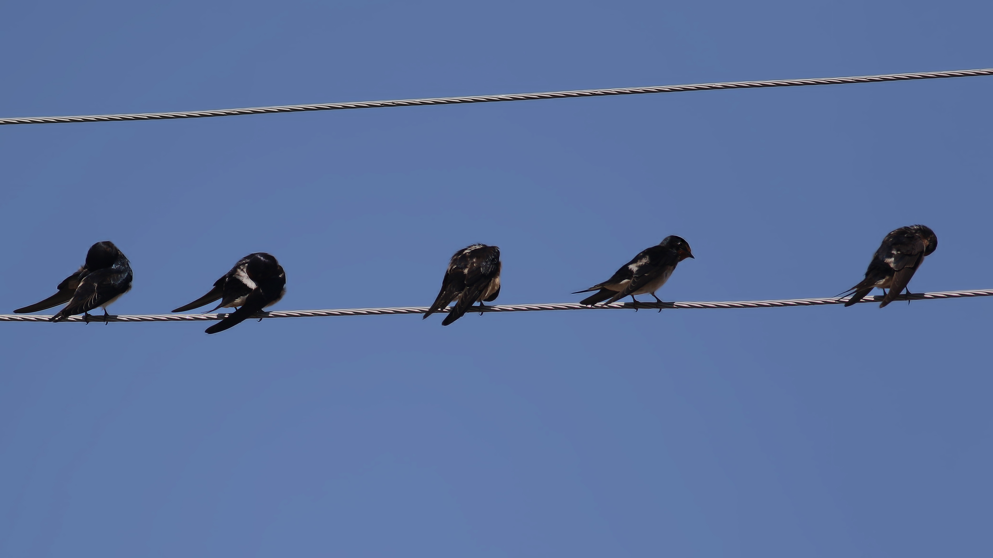 Barn Swallow